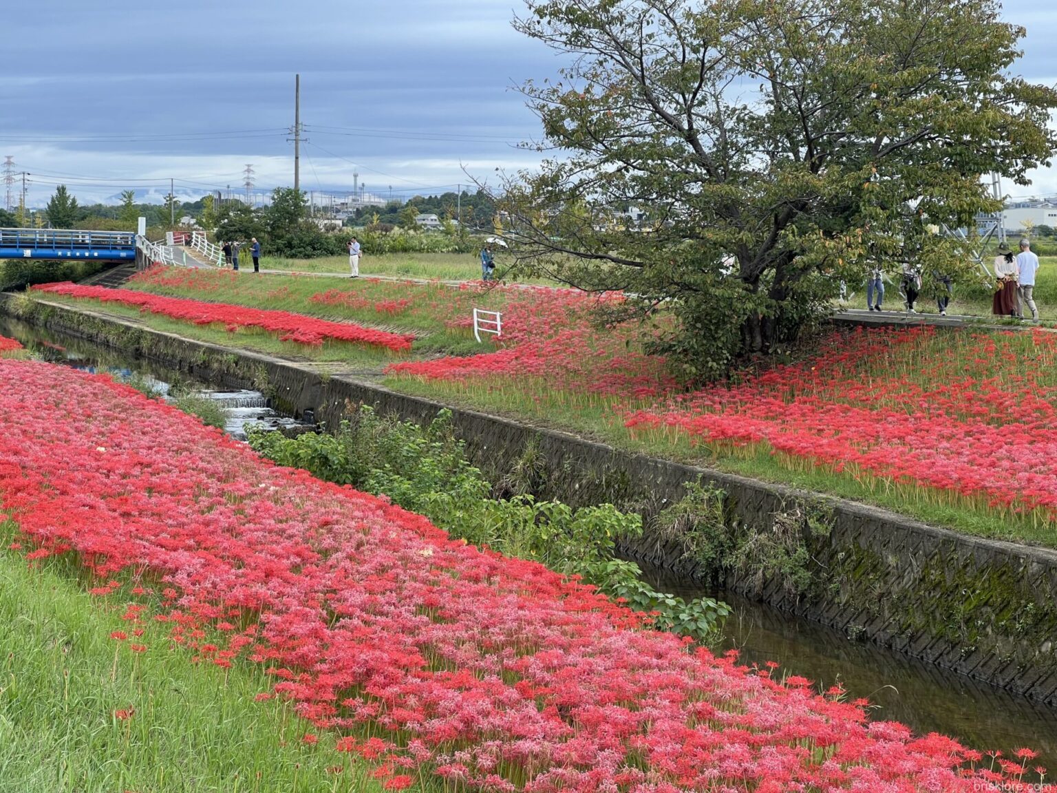 丰田市彼岸花观赏胜地（位于日本爱知县）